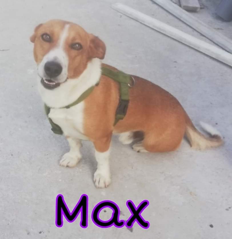MAX. ¡Adoptado!