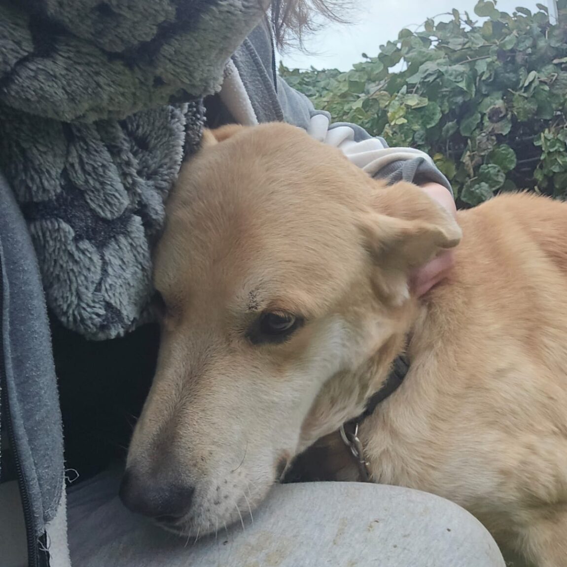 Cari: abueliño en busca de amor.
