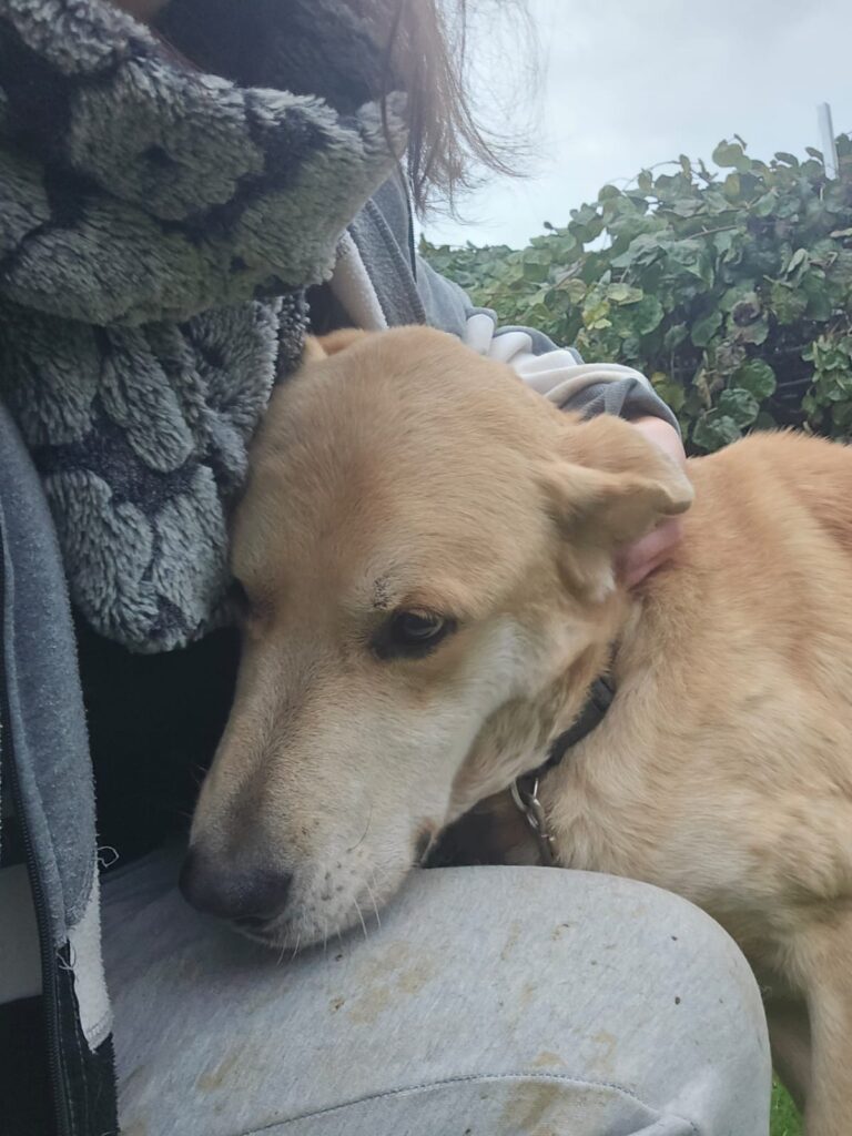 Cari: abueliño en busca de amor.