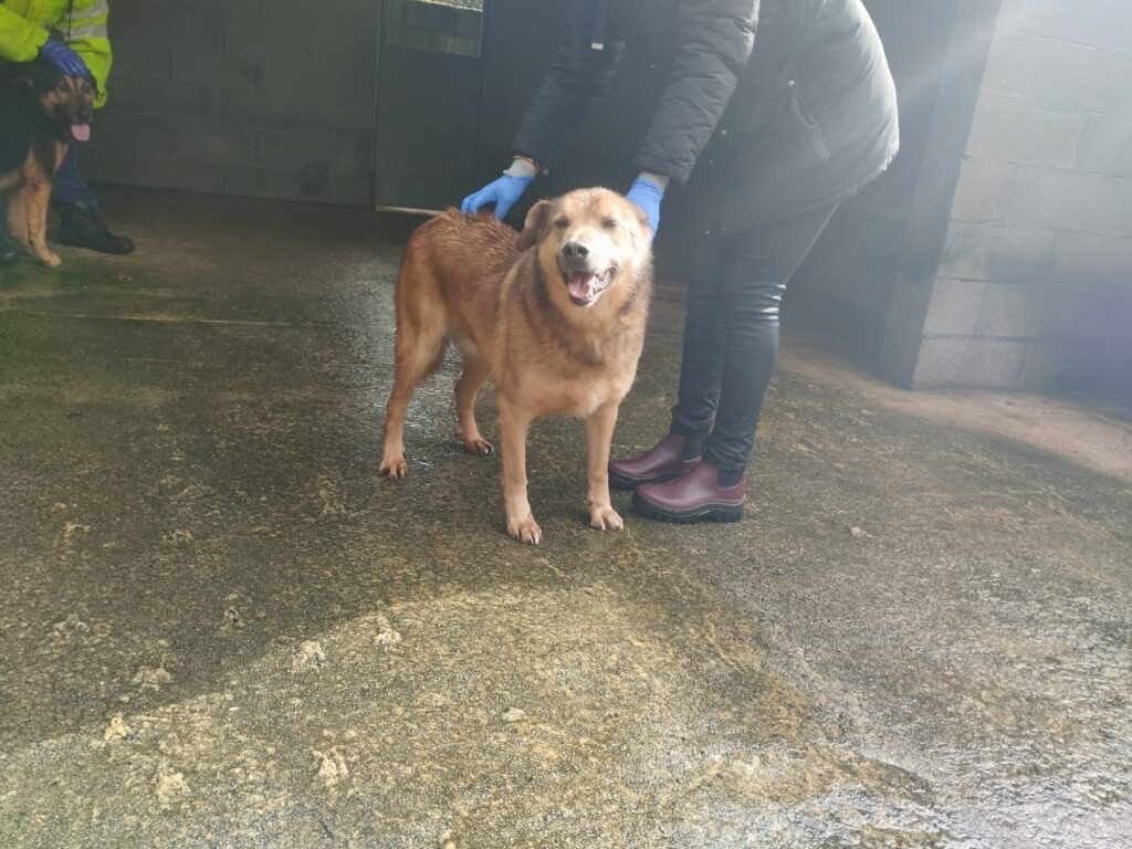 ¡Max, un perro buenísimo!