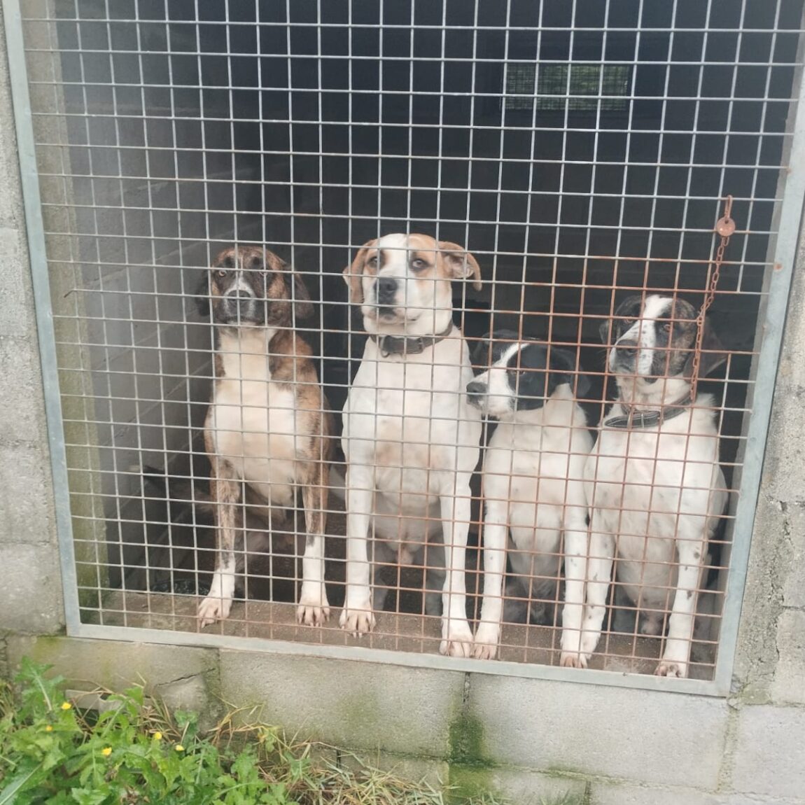 ¡Tres mosqueteros en busca de hogar!