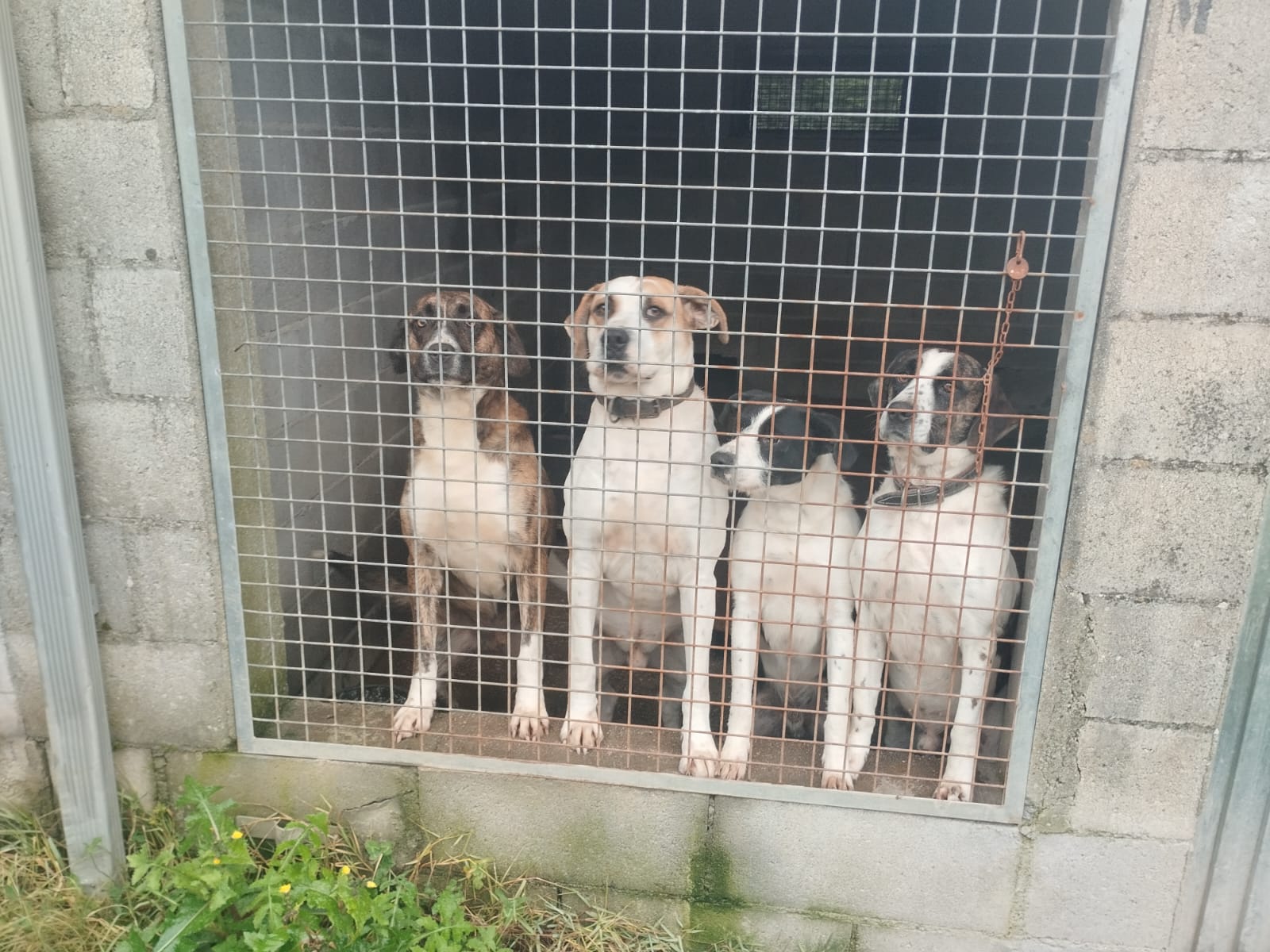 ¡Tres mosqueteros en busca de hogar!